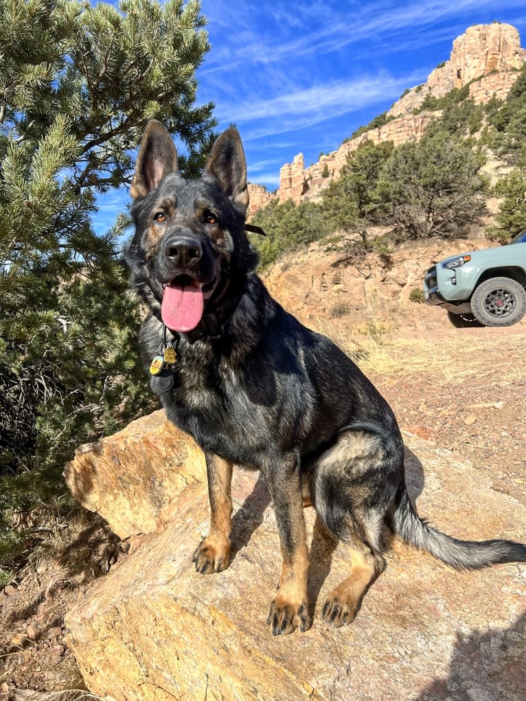 Booth vom Wahrsten, a German Shepherd Dog tested with EmbarkVet.com