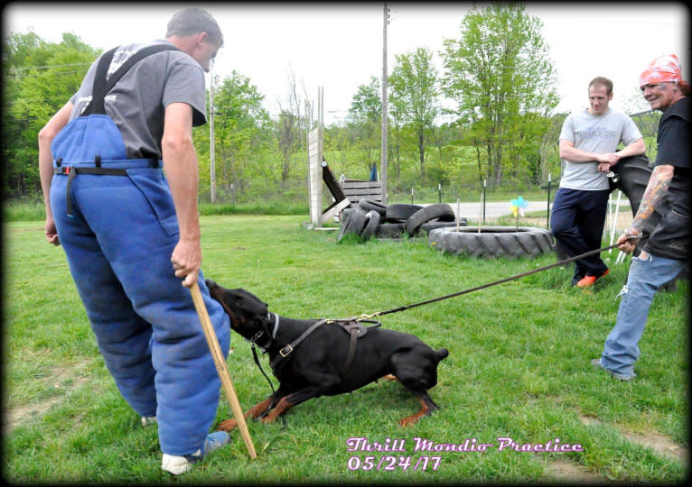 Thrill, a Doberman Pinscher tested with EmbarkVet.com