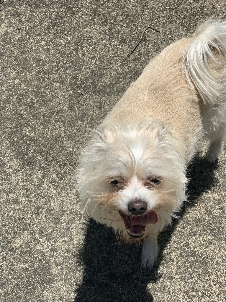 Ollie, a Chihuahua and Poodle (Small) mix tested with EmbarkVet.com