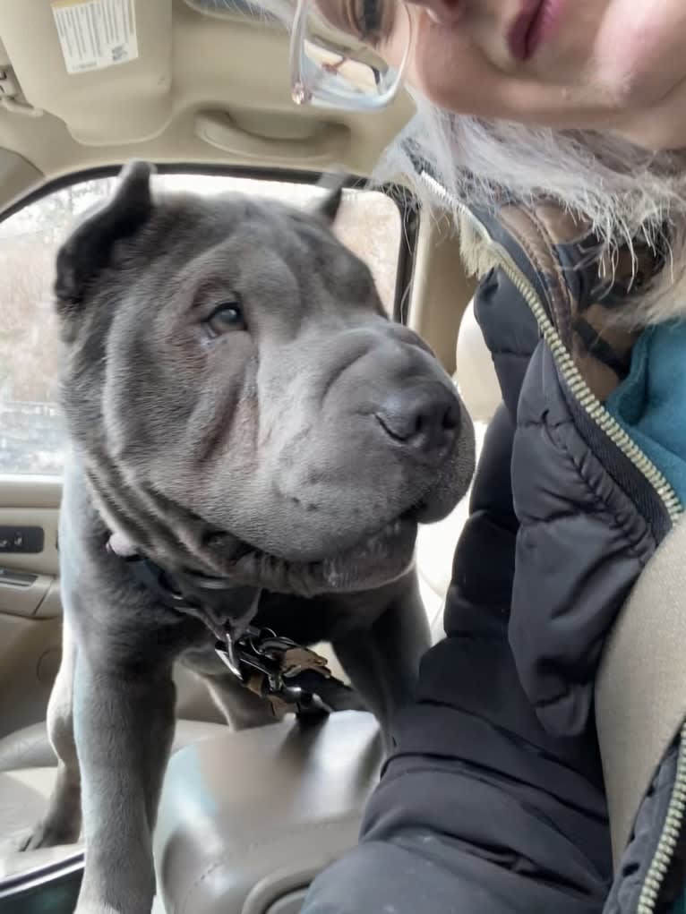 Pumpkin, a Chinese Shar-Pei tested with EmbarkVet.com