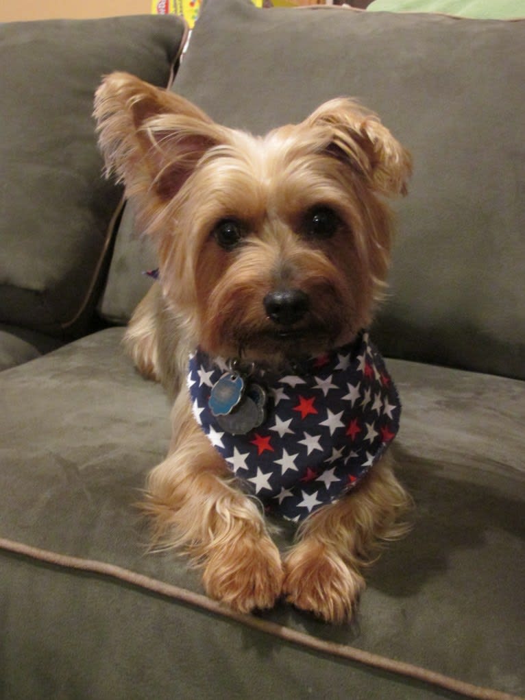 Riley, a Silky Terrier tested with EmbarkVet.com
