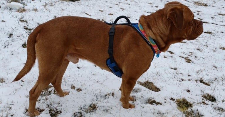 Brutis II, a Dogue de Bordeaux tested with EmbarkVet.com