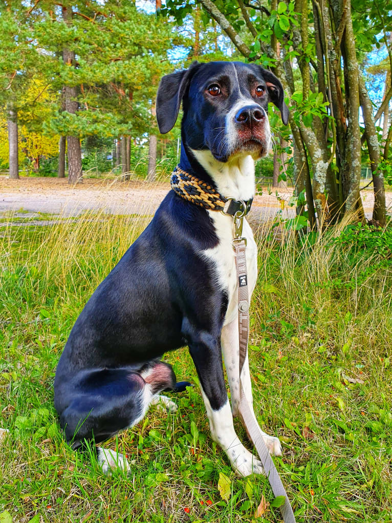 Filo, an English Setter and American Pit Bull Terrier mix tested with EmbarkVet.com