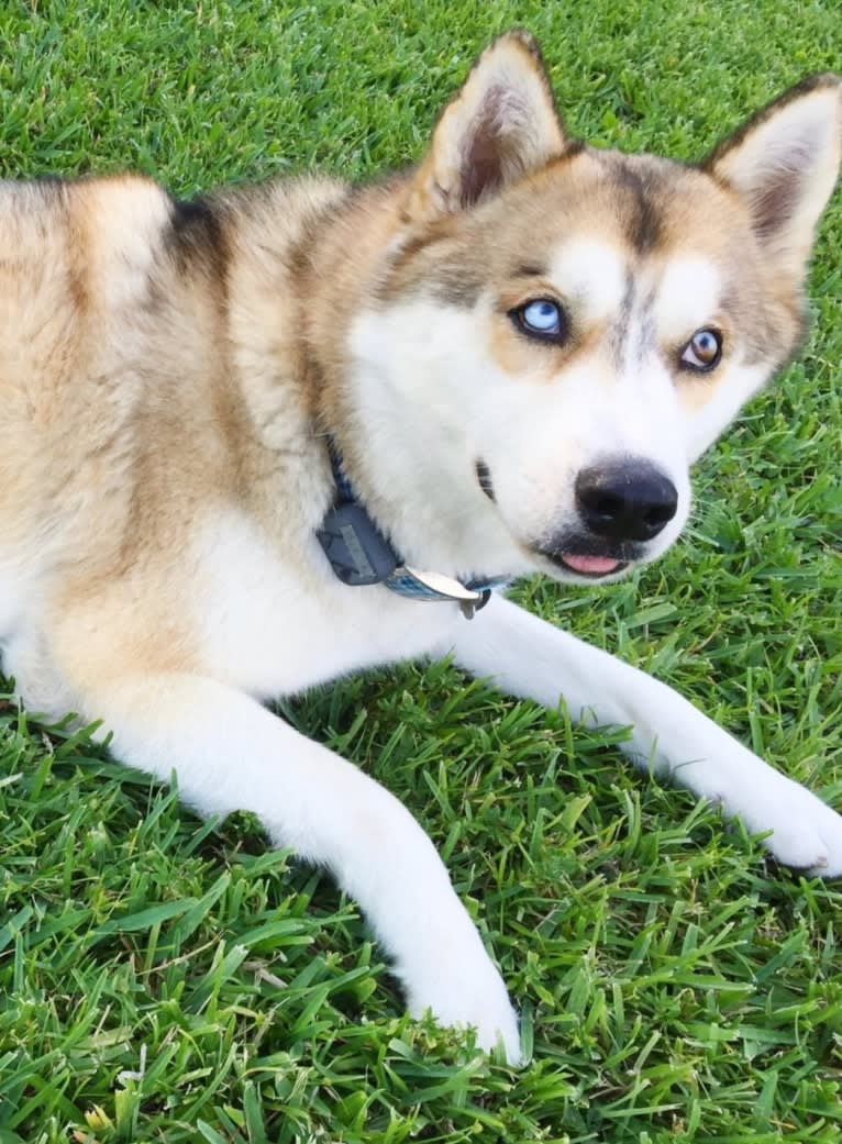 Yuma, a Siberian Husky tested with EmbarkVet.com