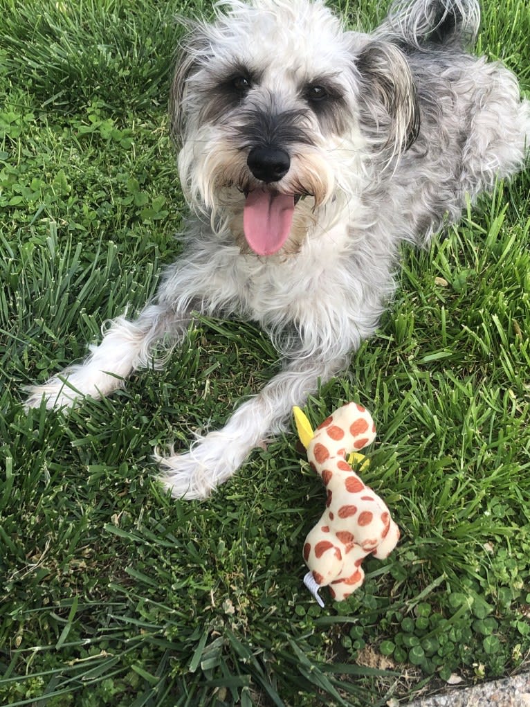 Fallon, a Miniature Schnauzer and Russell-type Terrier mix tested with EmbarkVet.com