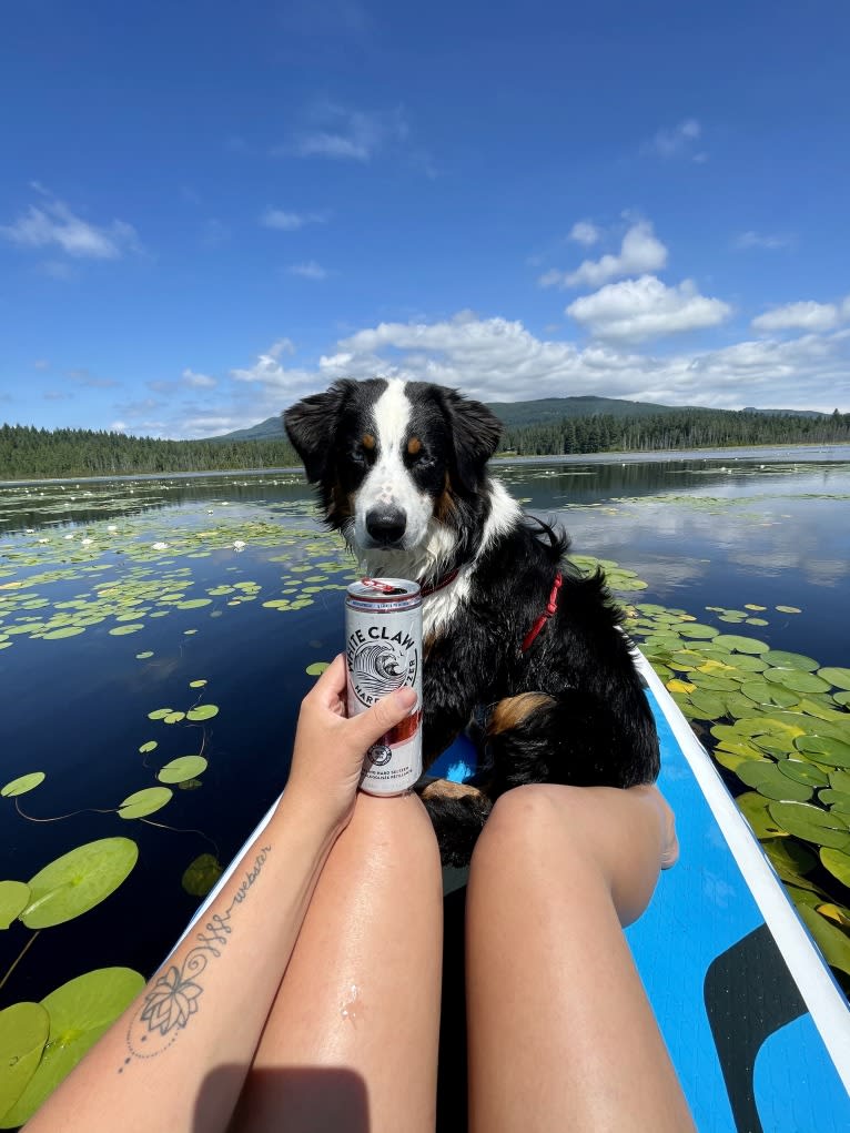 Oliver Webster, an Australian Shepherd tested with EmbarkVet.com