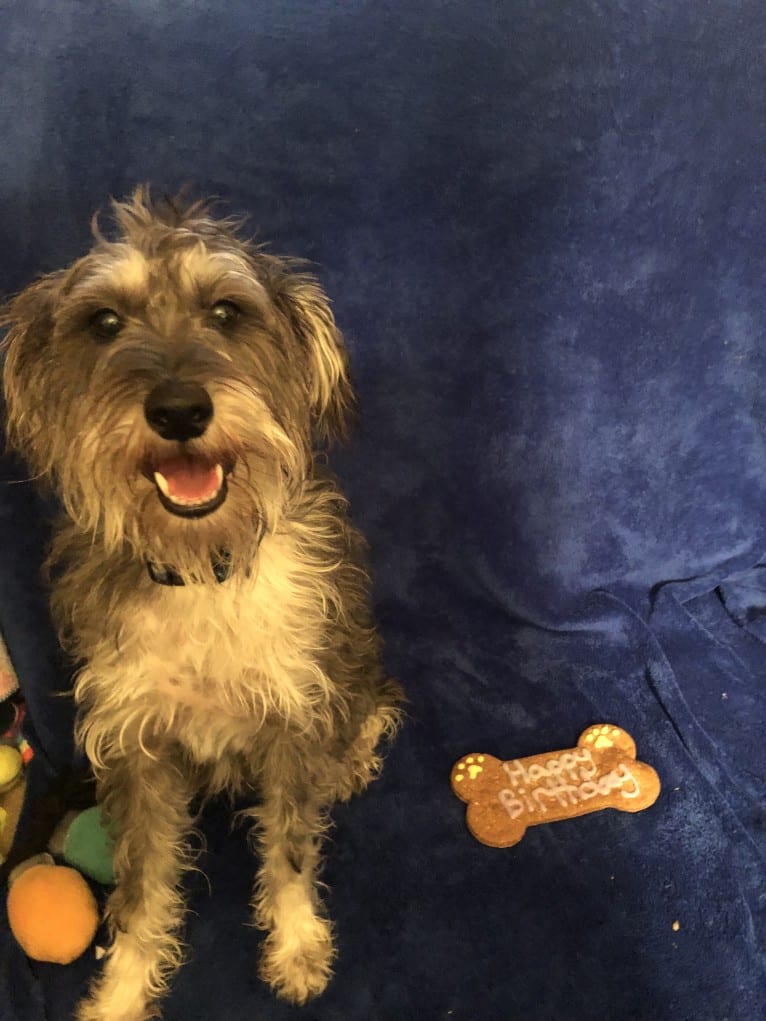 Photo of Fallon, a Miniature Schnauzer and Russell-type Terrier mix in Champaign, IL, USA