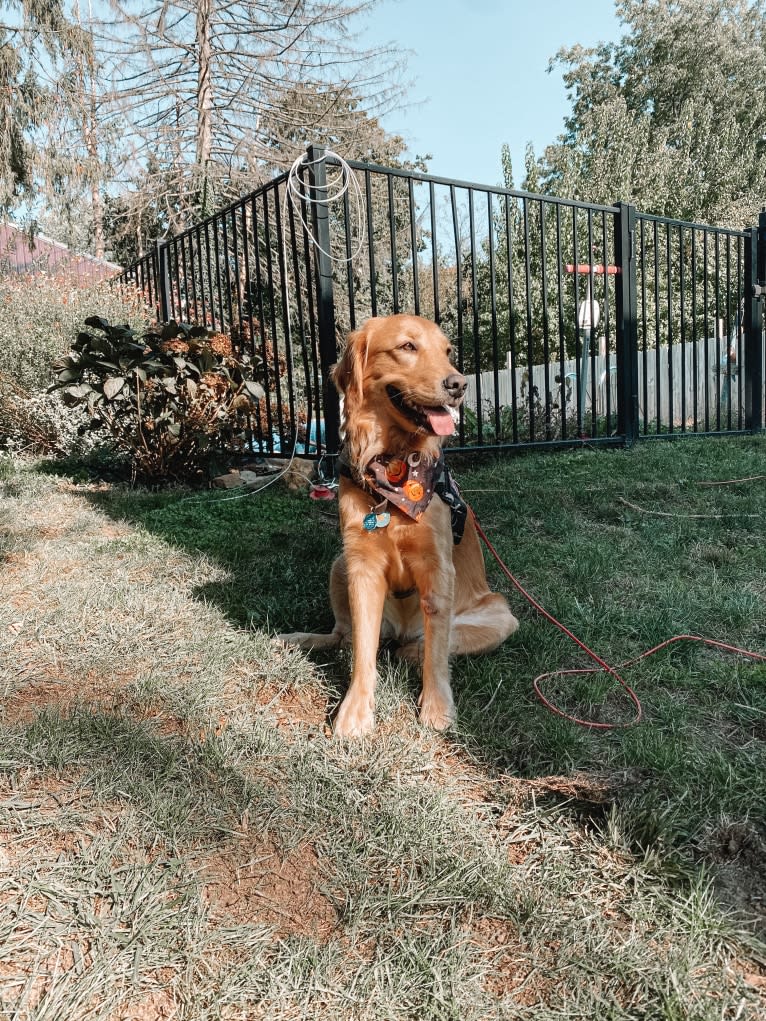 Marley, a Golden Retriever tested with EmbarkVet.com