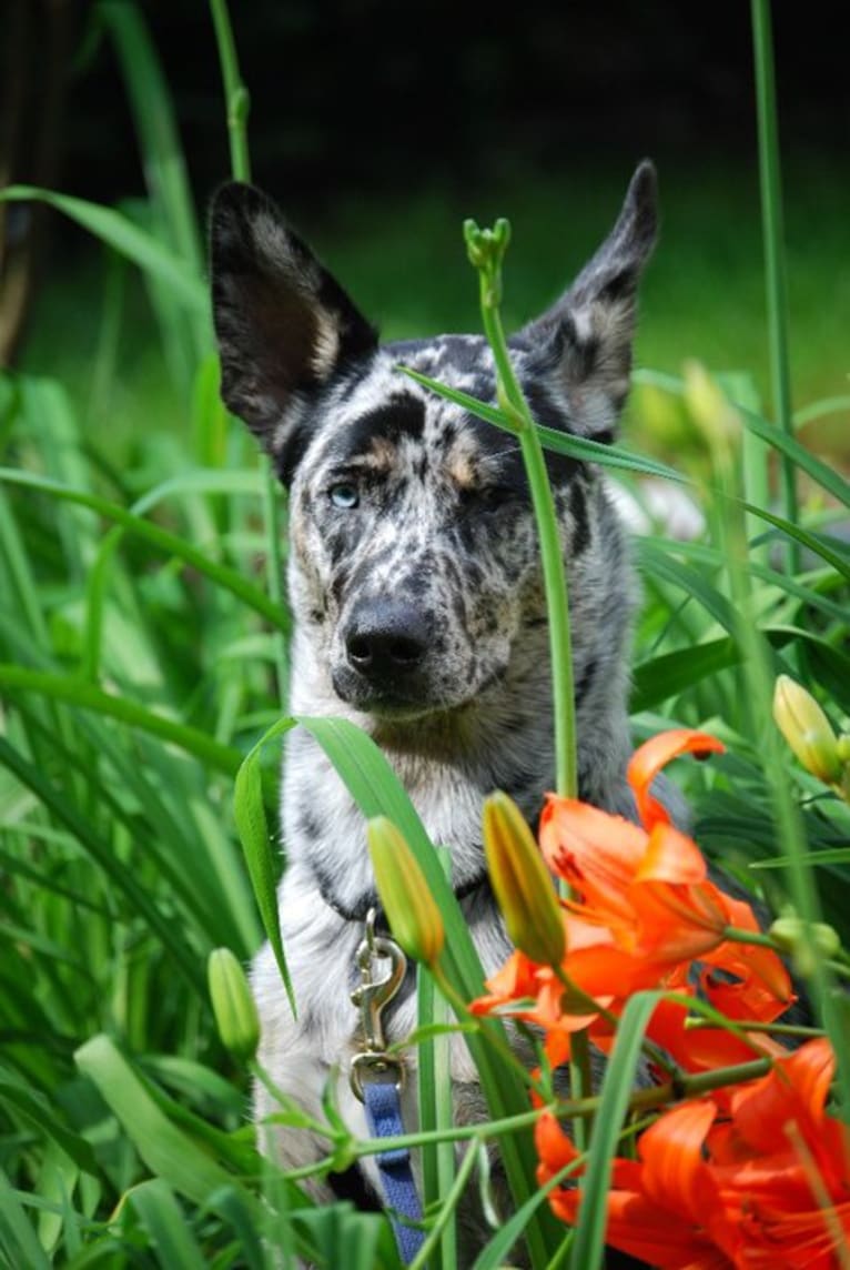 Winkee, a Catahoula Leopard Dog and Siberian Husky mix tested with EmbarkVet.com