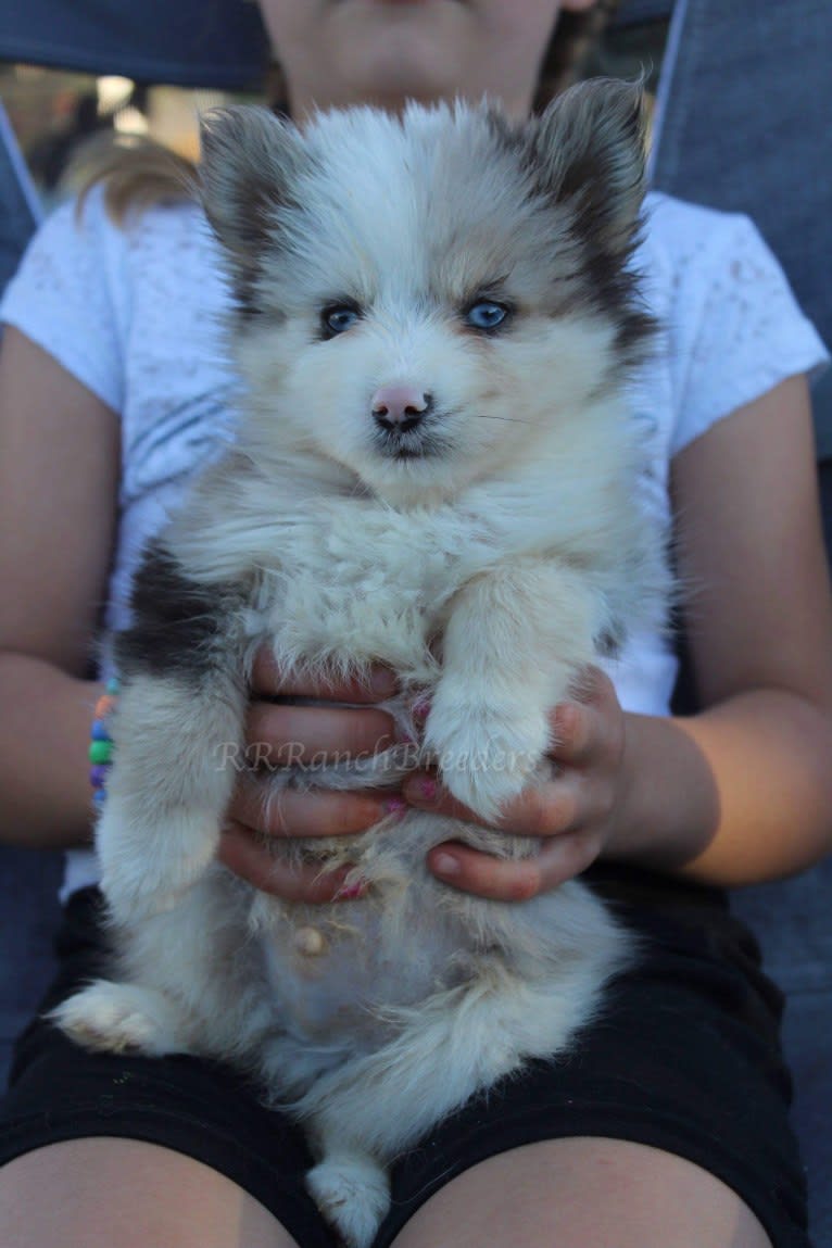 Yang, a Pomsky tested with EmbarkVet.com