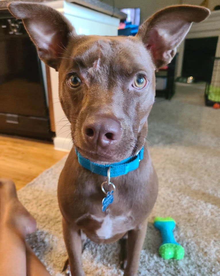 Hazel, an American Pit Bull Terrier and American Staffordshire Terrier mix tested with EmbarkVet.com