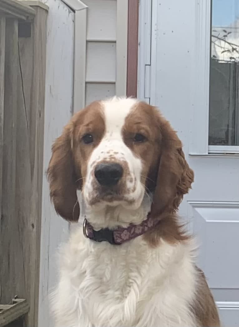 Romeo, a Welsh Springer Spaniel tested with EmbarkVet.com