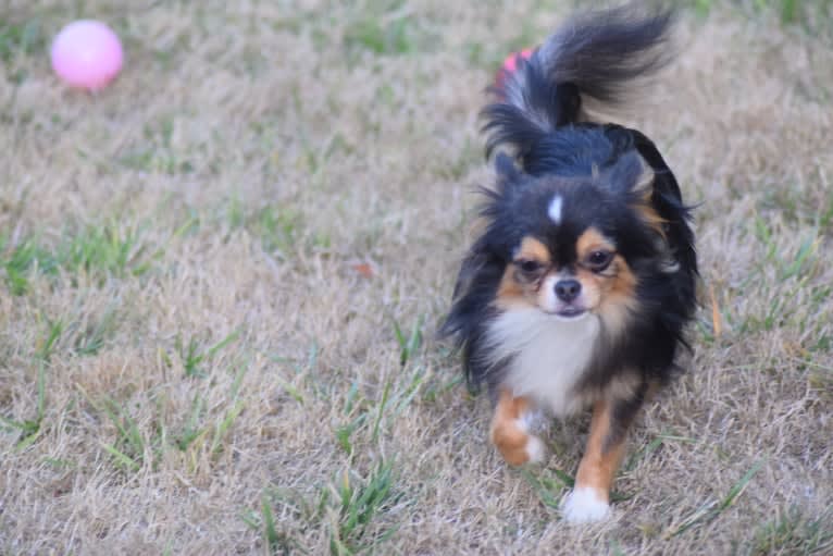 Oz, a Chihuahua tested with EmbarkVet.com