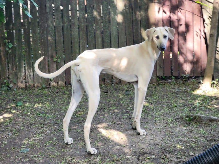 Roman, a Sloughi tested with EmbarkVet.com