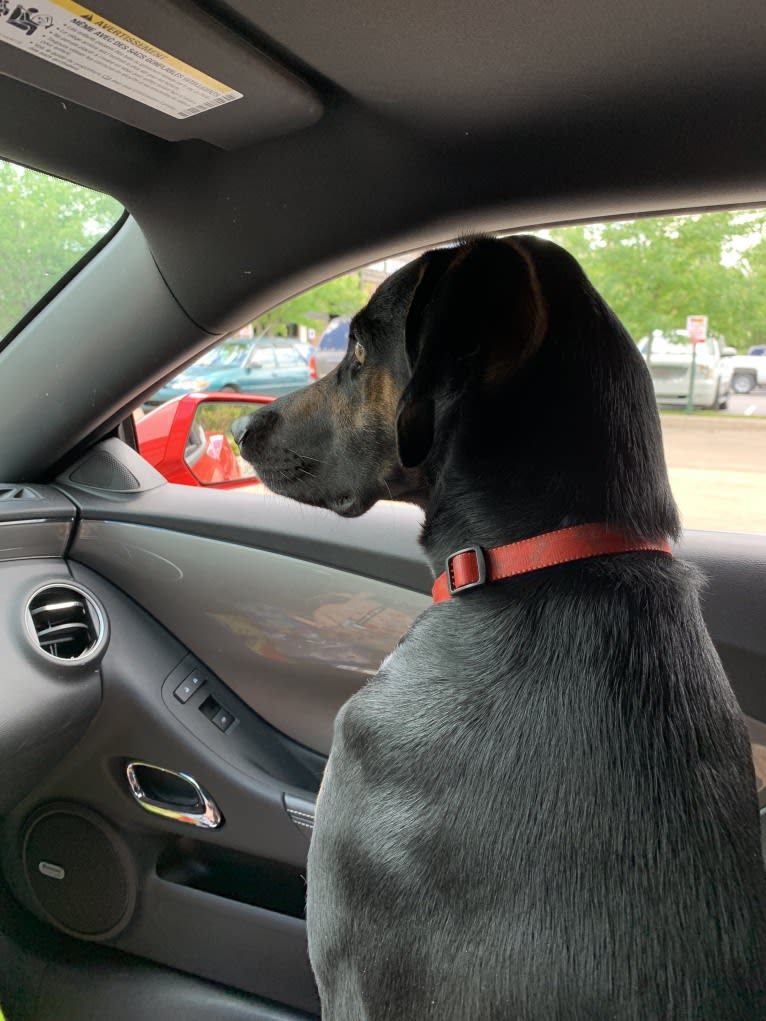 Dobby, a Catahoula Leopard Dog and Doberman Pinscher mix tested with EmbarkVet.com