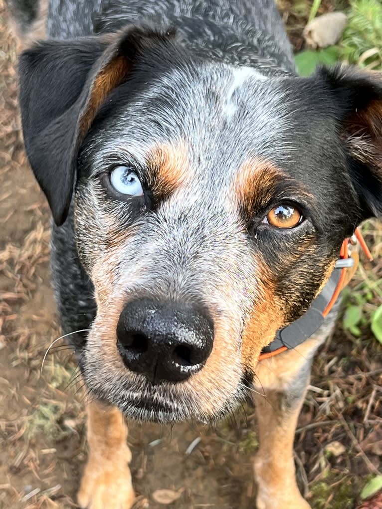 Levi, an Australian Cattle Dog and Bluetick Coonhound mix tested with EmbarkVet.com