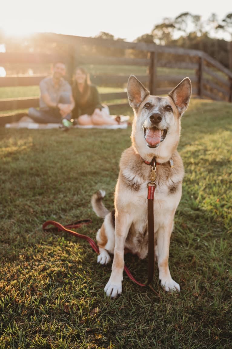 Brie, a German Shepherd Dog and American Eskimo Dog mix tested with EmbarkVet.com