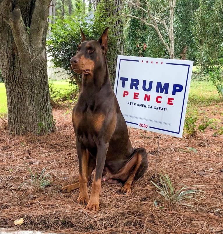 Juju, a Doberman Pinscher tested with EmbarkVet.com