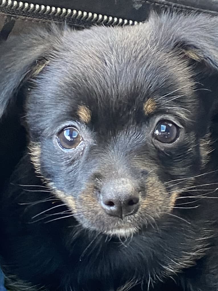 Yukio, a Pomeranian and Chihuahua mix tested with EmbarkVet.com