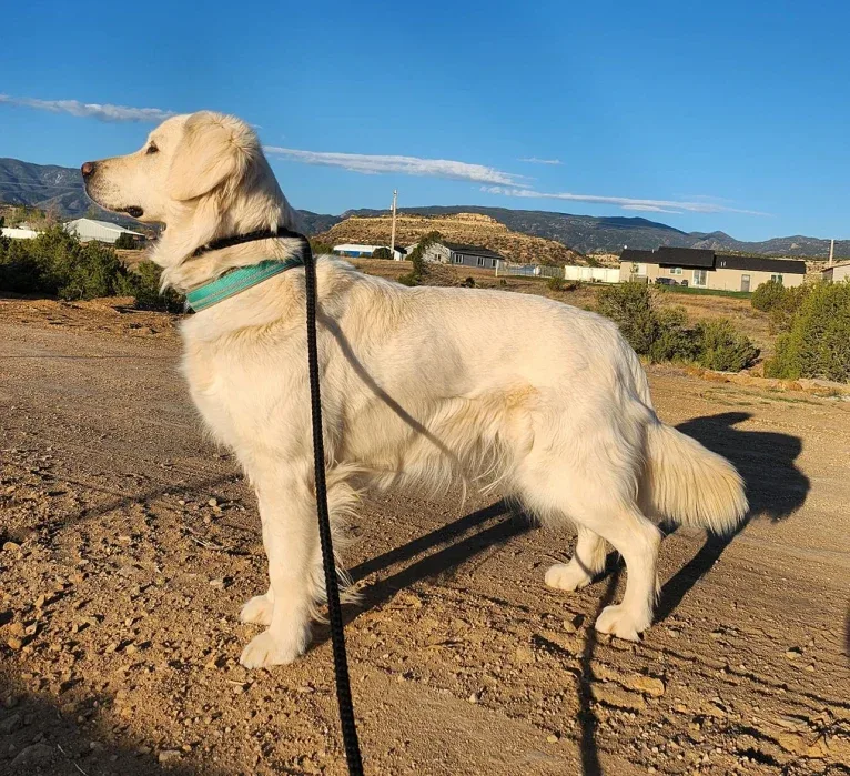 Izzy, a Golden Retriever tested with EmbarkVet.com