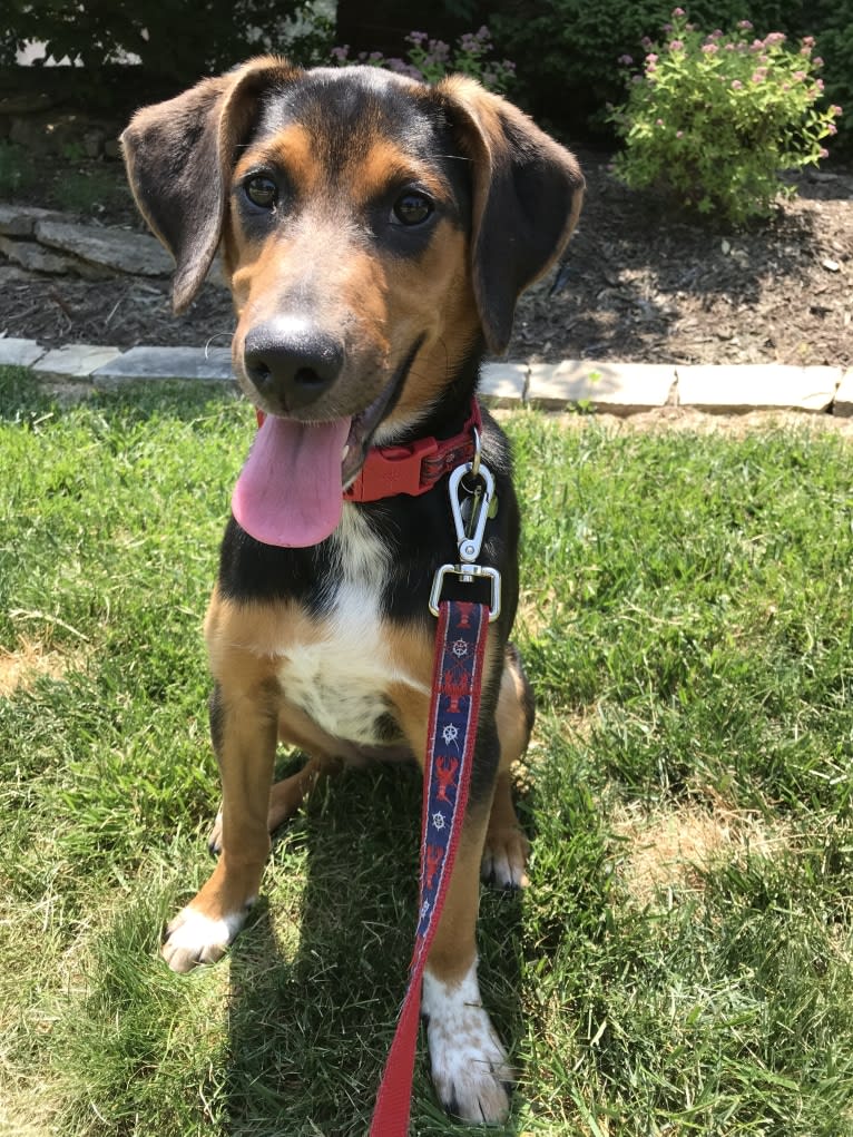 Chara, a Black and Tan Coonhound and Border Collie mix tested with EmbarkVet.com