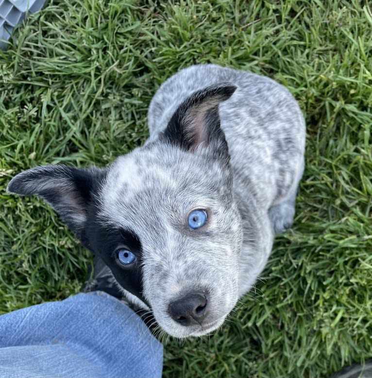 Monster X, an Australian Cattle Dog tested with EmbarkVet.com