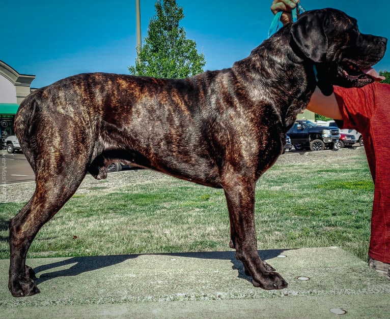 Trigger, a Mastiff and Cane Corso mix tested with EmbarkVet.com