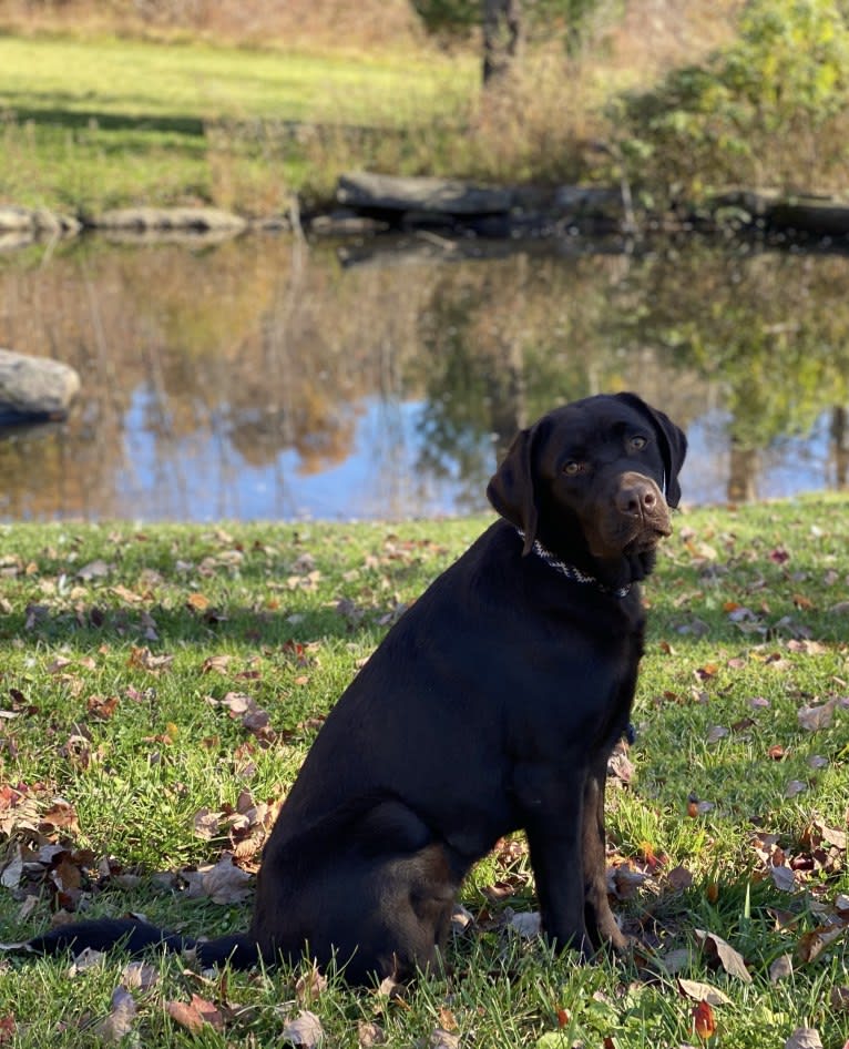 Photo of Bellini, a Labrador Retriever  in Silver Brook Labs, Jackie Drive, Ludlow, MA, USA