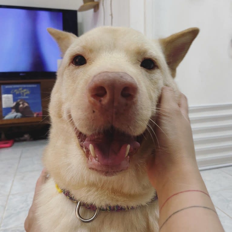 Feibo, a Hong Kong Village Dog tested with EmbarkVet.com