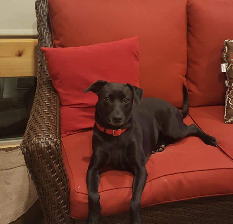 Abby, a Labrador Retriever and Basset Hound mix tested with EmbarkVet.com