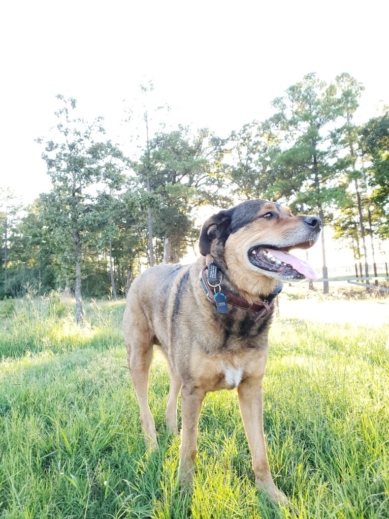 Cooper, a Great Pyrenees and Rottweiler mix tested with EmbarkVet.com