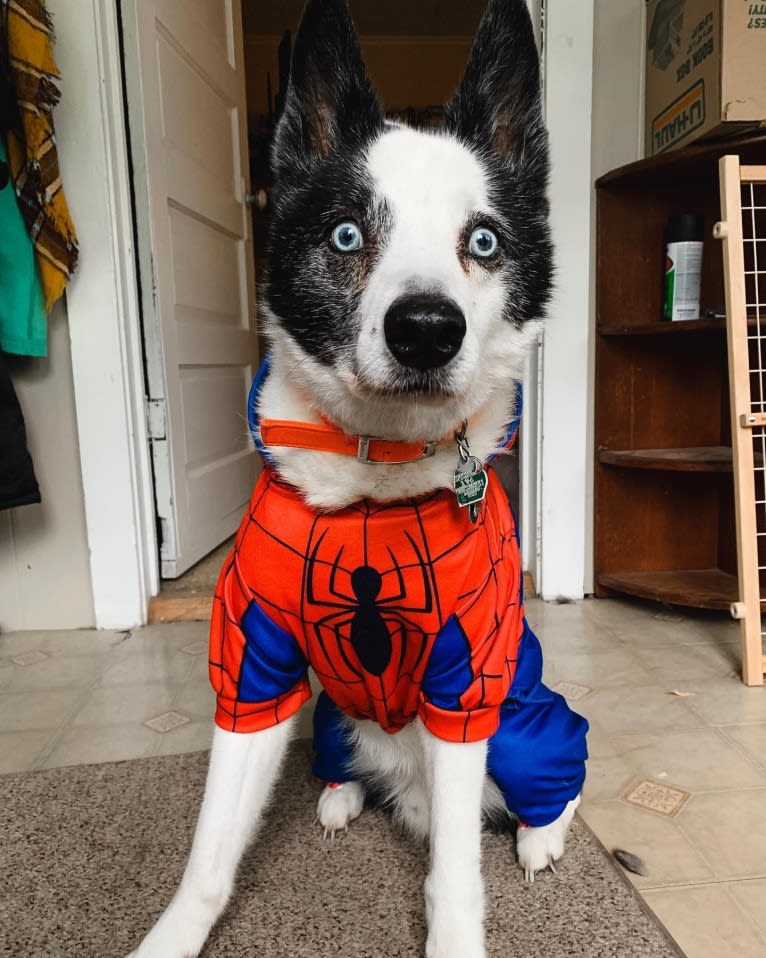 Eli, a Karelian Bear Dog tested with EmbarkVet.com