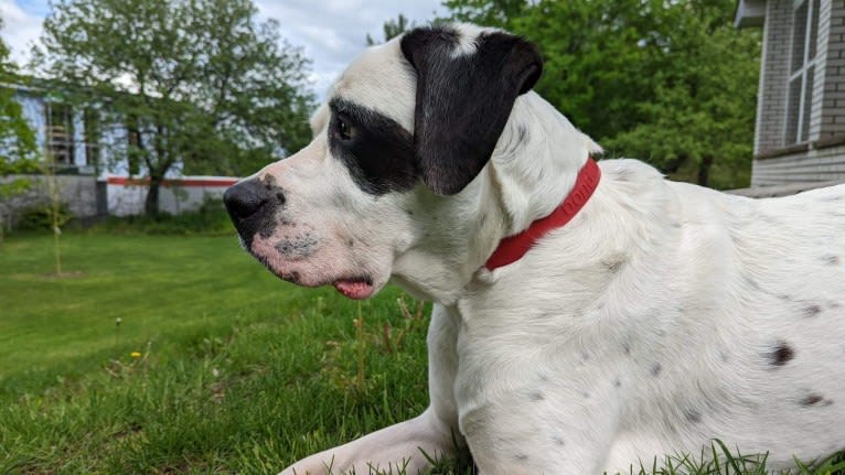 Charlie Boy, a Saint Bernard and American Pit Bull Terrier mix tested with EmbarkVet.com