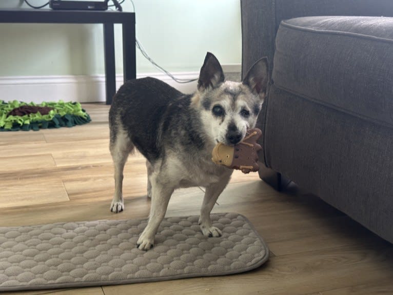 Midge, a Chihuahua and Australian Shepherd mix tested with EmbarkVet.com