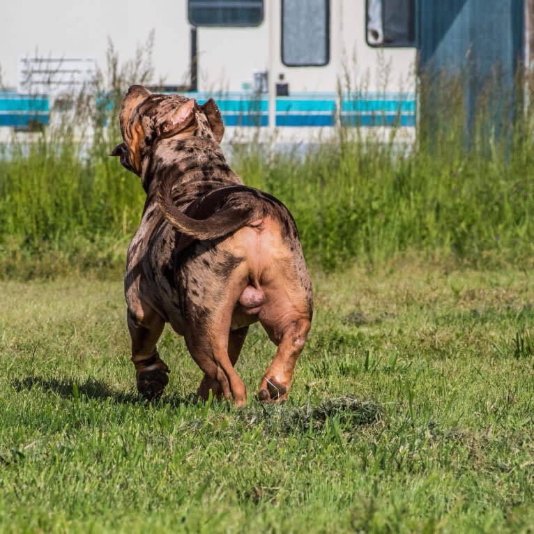 Melo, an American Bully tested with EmbarkVet.com