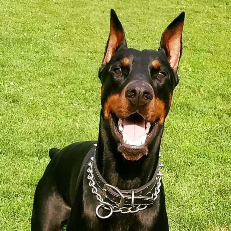 Sirus Lee Nitro, a Doberman Pinscher tested with EmbarkVet.com