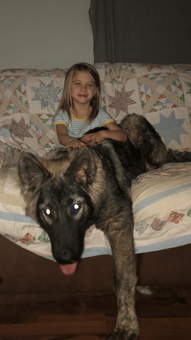 German shepherd cross wolfhound deals