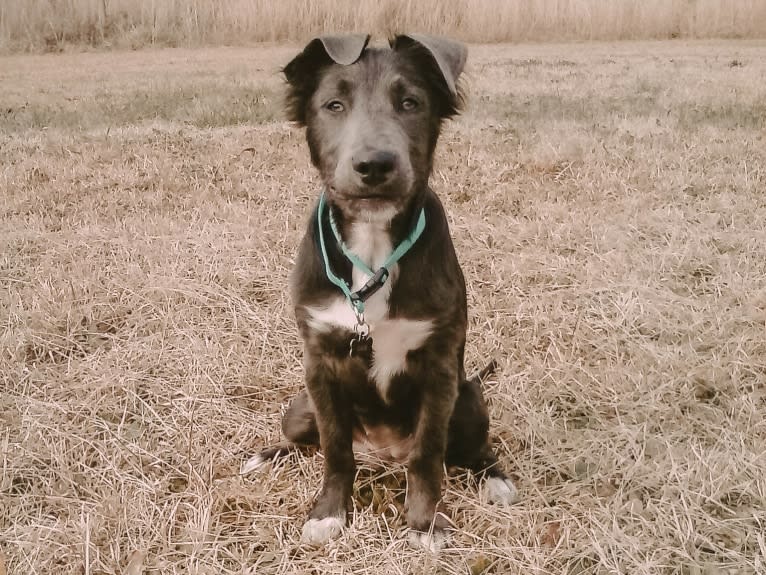 "Camber Tilt for Speed" aka Cam, an American Pit Bull Terrier and Pembroke Welsh Corgi mix tested with EmbarkVet.com