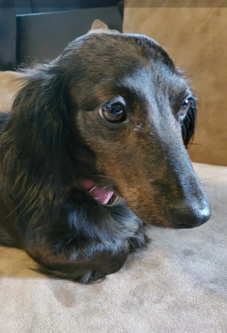 Maggie, a Dachshund tested with EmbarkVet.com