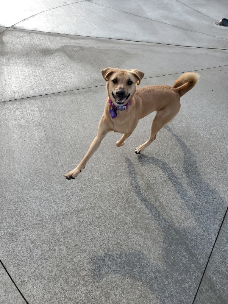 Willow, a Rottweiler and Dachshund mix tested with EmbarkVet.com