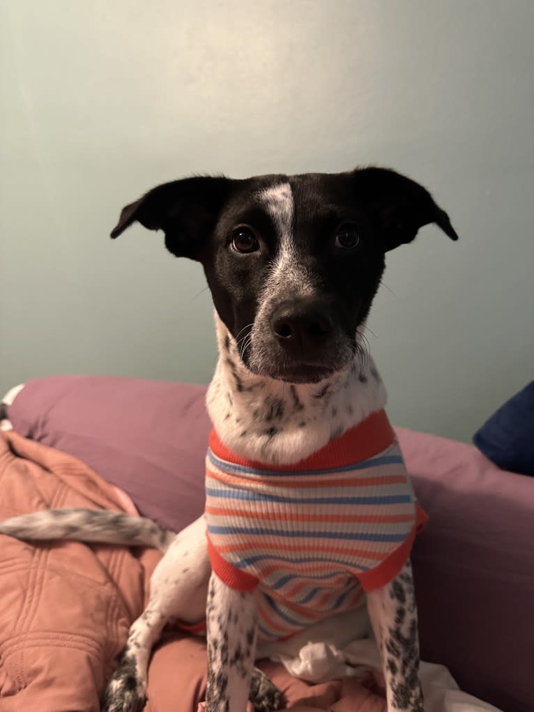 Riley, an Australian Cattle Dog and American Pit Bull Terrier mix tested with EmbarkVet.com