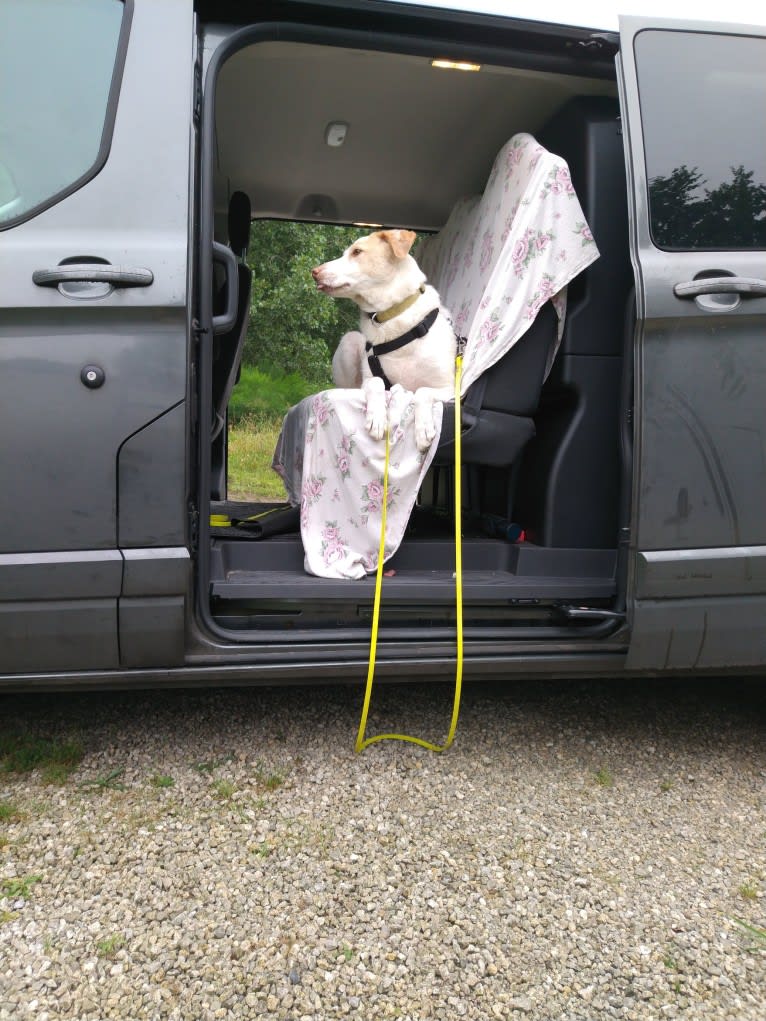 Casper, an Eastern European Village Dog tested with EmbarkVet.com