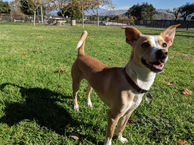 Hazel, a Chihuahua and Russell-type Terrier mix tested with EmbarkVet.com