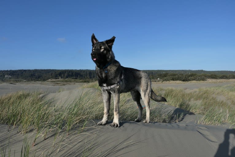 Kodiak, a Caucasian Ovcharka and German Shepherd Dog mix tested with EmbarkVet.com