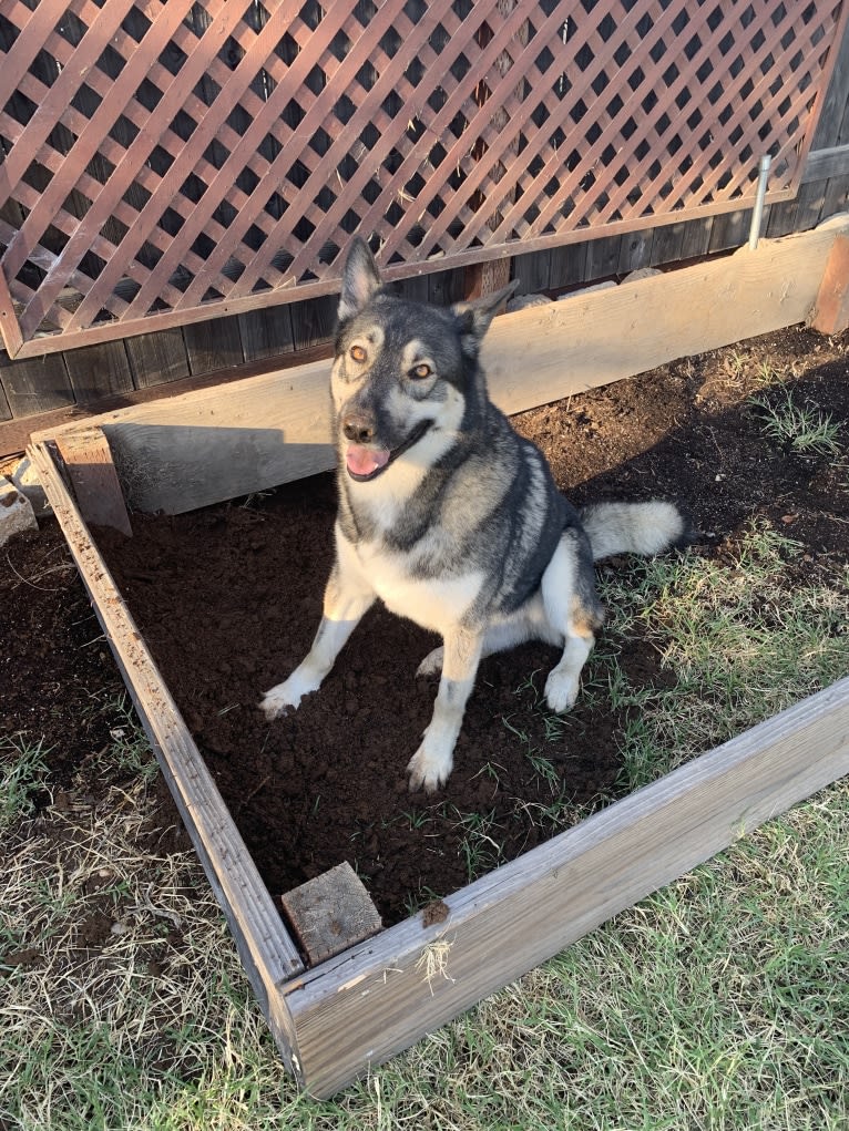 Gizmo, a Siberian Husky and German Shepherd Dog mix tested with EmbarkVet.com