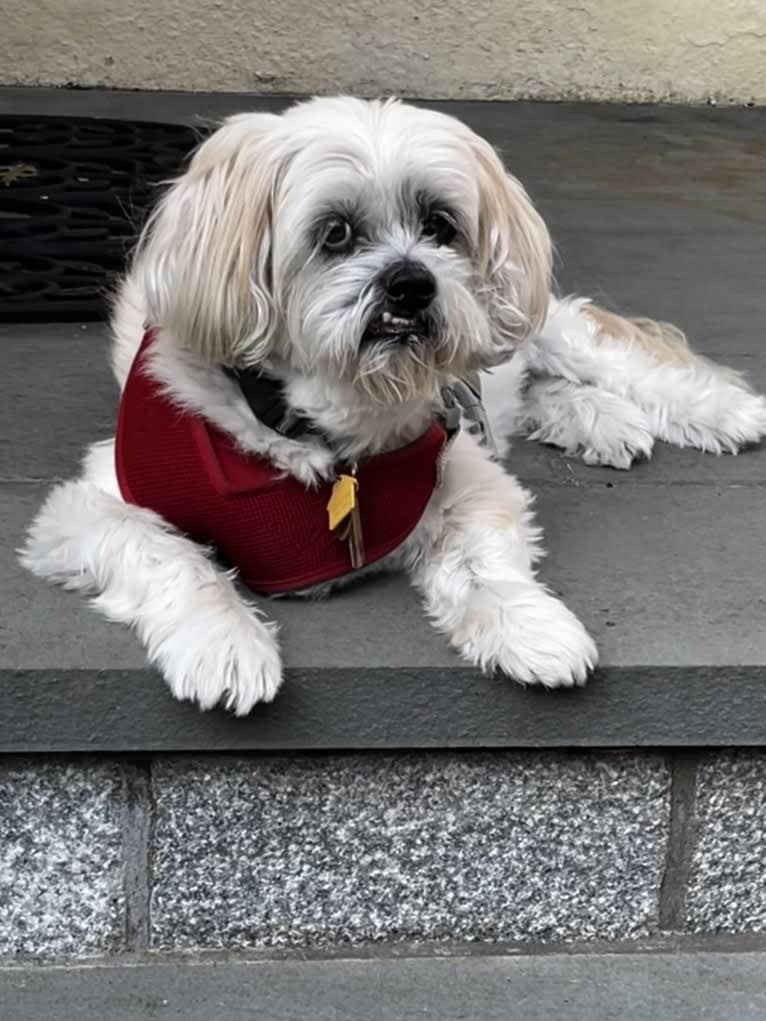 Nemo, a Lhasa Apso tested with EmbarkVet.com