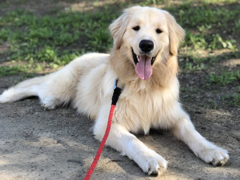 Kai, a Border Collie and Golden Retriever mix tested with EmbarkVet.com