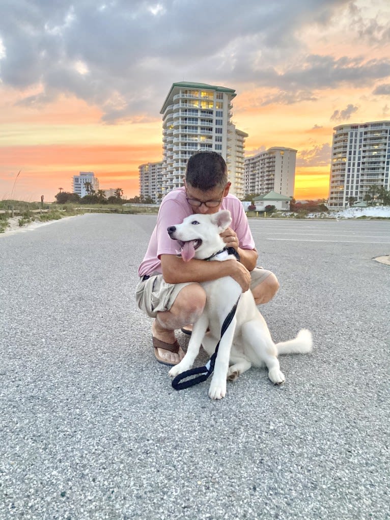 Dash, a Gerberian Shepsky (12.7% unresolved) tested with EmbarkVet.com