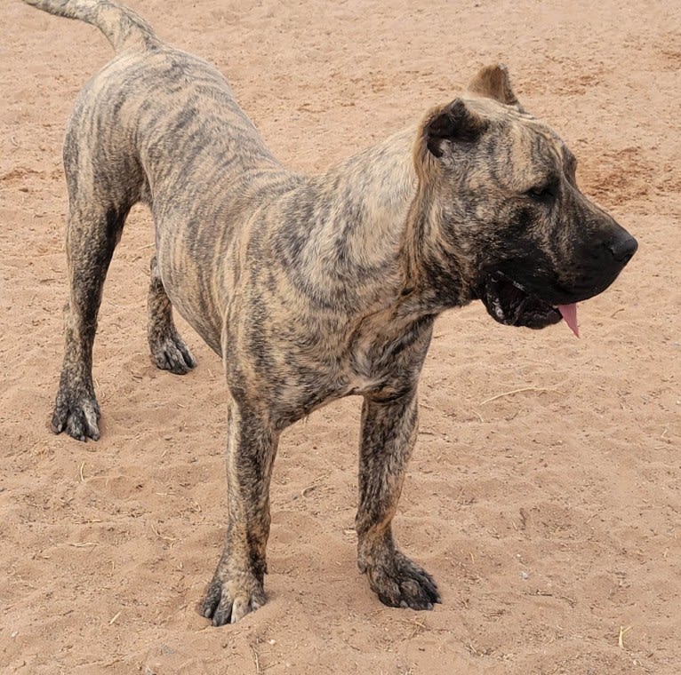 Ashrik, a Perro de Presa Canario tested with EmbarkVet.com