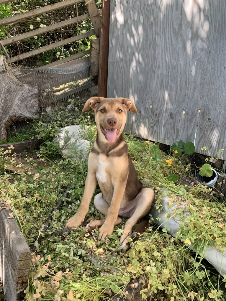 Conan, a German Shepherd Dog and American Pit Bull Terrier mix tested with EmbarkVet.com